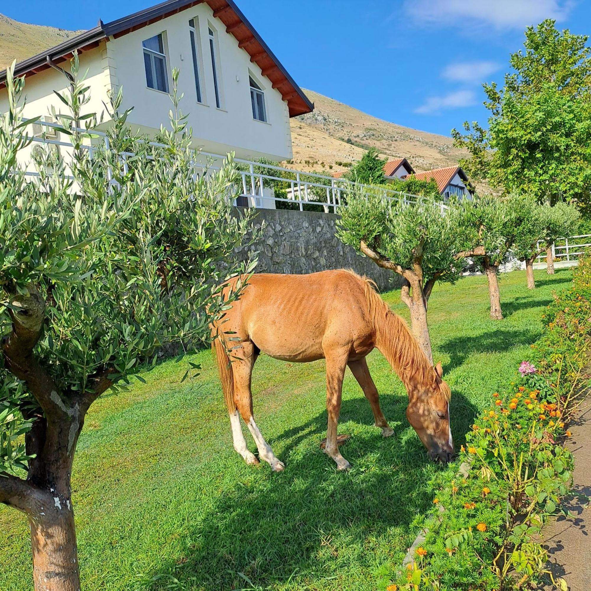 Xhuli Guesthouse Shkodër 외부 사진